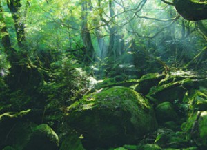 屋久島写真1